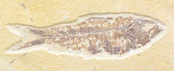 Bargain Knightia Fossil Fish - Wyoming #42382
